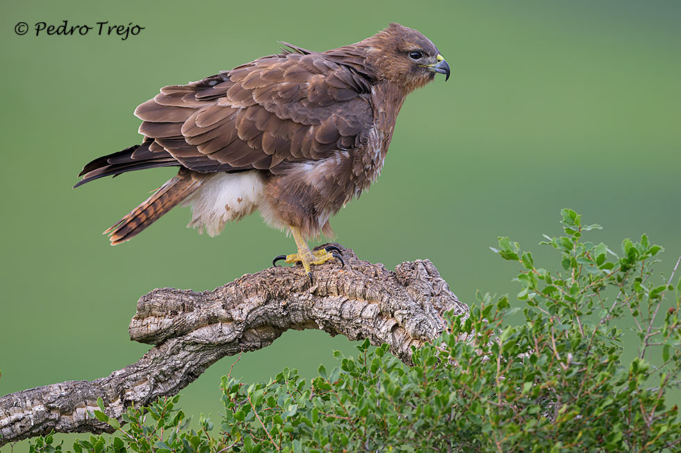 Ratonero común  (Buteo buteo)